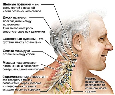Сколько позвонков в шее у человека и за что они отвечают: строение, физиология, патология