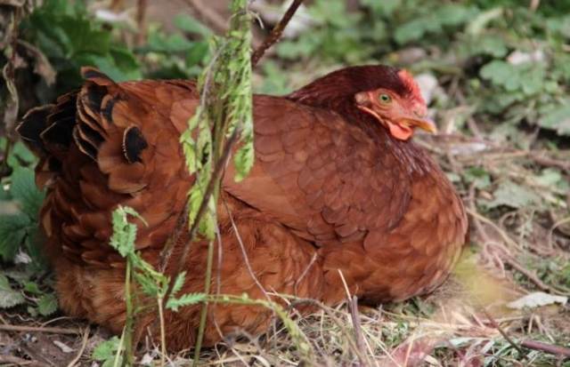 Глисты у кур - симптомы и лечение альбеном, глисты в куриных яйцах