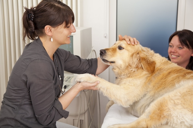 Холецистит у собак: возможные причины, симптомы и лечение