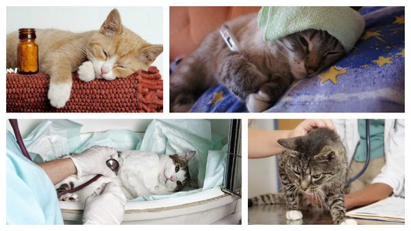 Цирроз печени у кошек симптомы – печеночная недостаточность у кота лечение