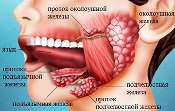 Протоки слюнных желез: определение, строение, виды, выполняемые функции, анатомия, физиология, возможные заболевания и методы лечения