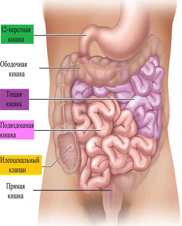 Заболевание кишечника: признаки, диета, и диагностика болезни