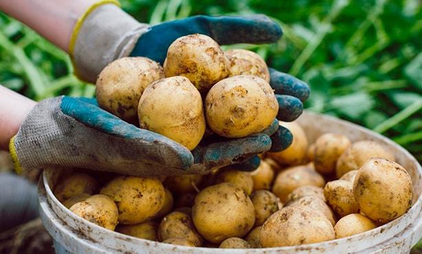 Лечение геморроя картофелем дома