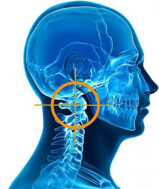 Сколько позвонков в шее у человека и за что они отвечают: строение, физиология, патология