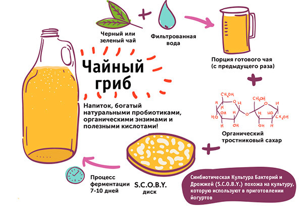 Можно ли пить настой чайного гриба при панкреатите: чем полезен, показания и противопоказания, рецепты, сколько разрешено в день, особенности применения