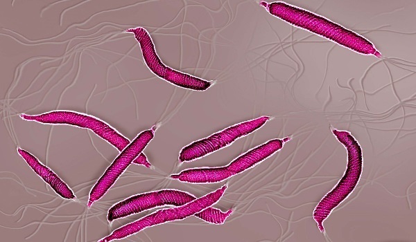 Бактерия хеликобактер пилори в желудке - симптомы, причины, лечение