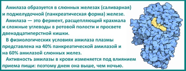 Альфа амилаза повышена в крови - причины, норма и лечение у взрослых