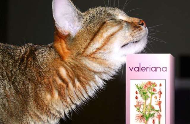 Валериана (валерьяна): лечебные свойства и побочные эффекты