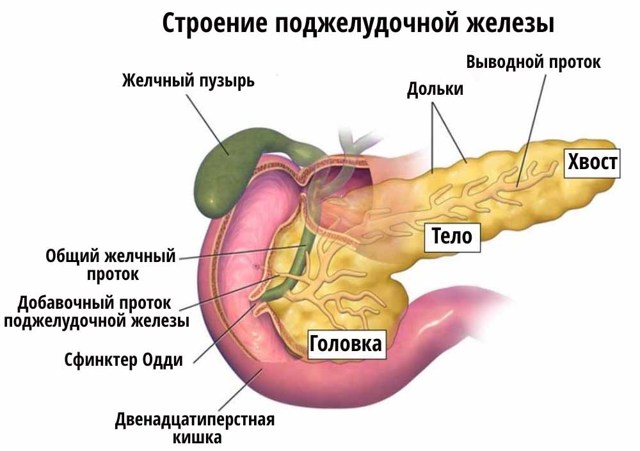 Как работает поджелудочная железа у человека