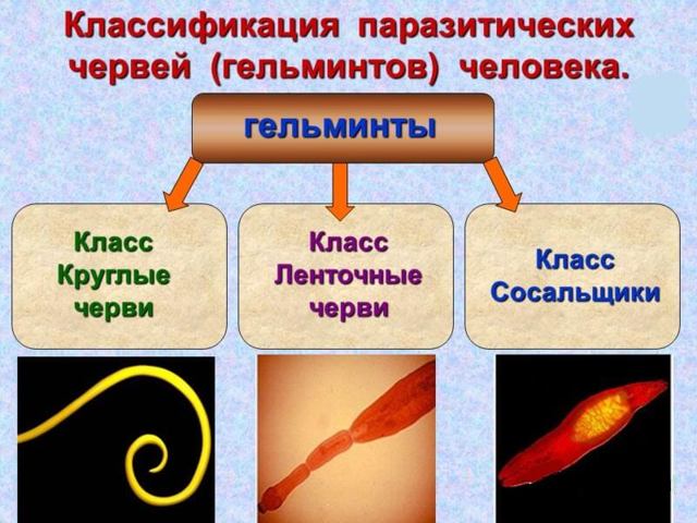 Грибы лисички от паразитов: отзывы о домашнем методе лечения