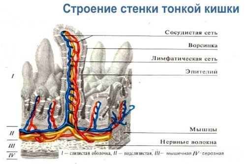 Мобилизация 12 перстной кишки по кохеру схема