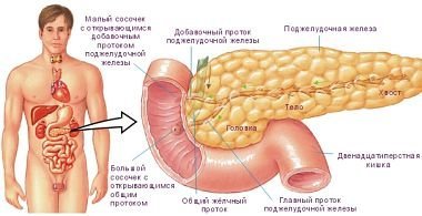 Поджелудочная железа - где находится и как болит орган человека