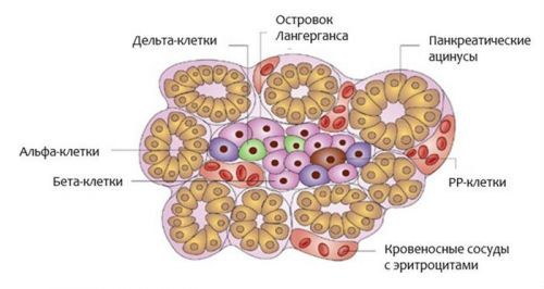 Поджелудочная железа вырабатывает какие гормоны?