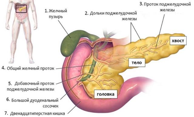 Роль поджелудочной железы в процессе пищеварения, Роль печени в процессе пищеварения - Физиология питания