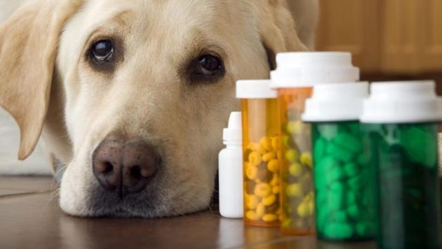Холецистит у собак: возможные причины, симптомы и лечение