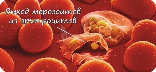 Малярийный плазмодий: жизненный цикл, среда обитания, пути заражения