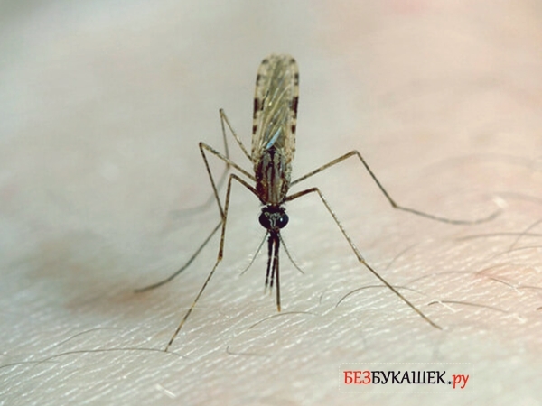 Малярийный плазмодий: жизненный цикл, среда обитания, пути заражения