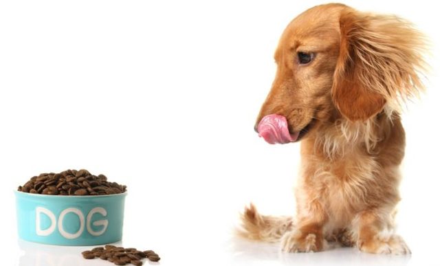 Гастрит у собак — симптоматика и рекомендуемое питание