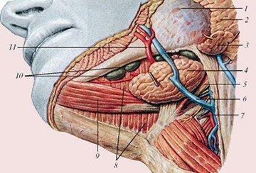 Протоки слюнных желез: определение, строение, виды, выполняемые функции, анатомия, физиология, возможные заболевания и методы лечения