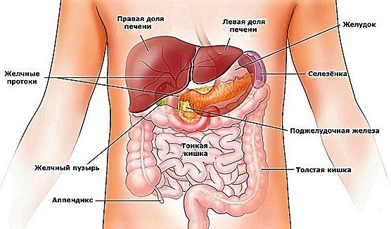 Поджелудочная железа - где находится и как болит орган человека