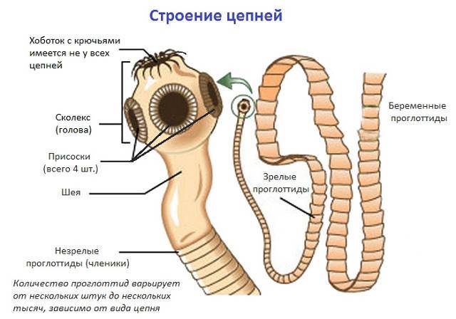 Свиной цепень картинки