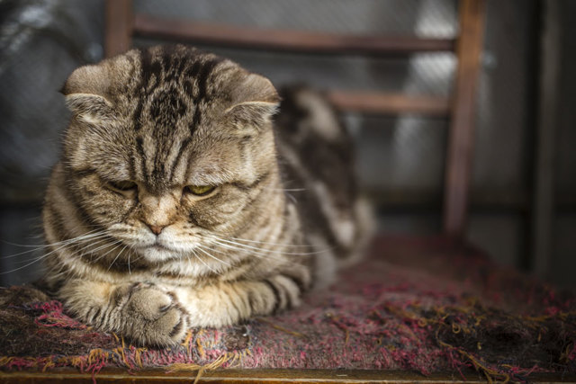 Стресс у кошек: причины, симптомы, лечение