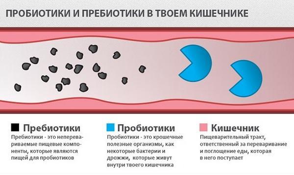 Чем лечить желудок после приема антибиотиков