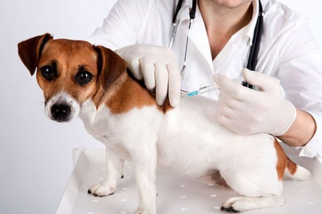 Энтерит у собак - острый, вирусный и другие виды, симптомы и лечение, профилактика