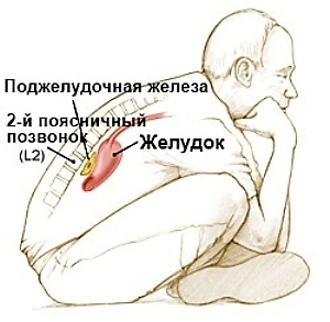 Поджелудочная железа - где находится и как болит орган человека