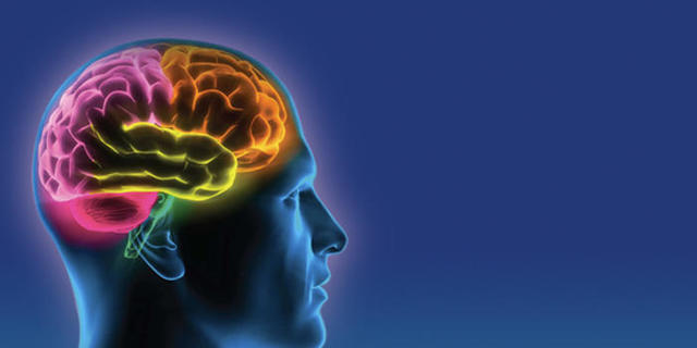 Отделы головного мозга человека и их функции