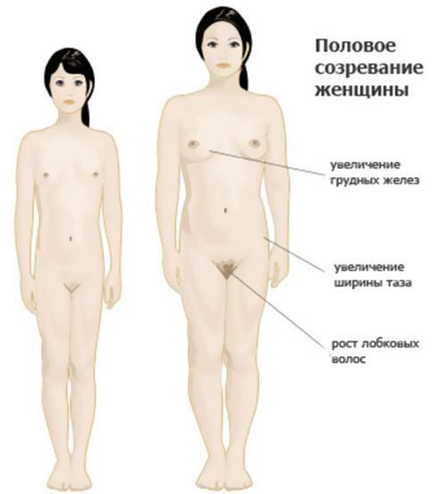 Особенности гормонов поджелудочной железы