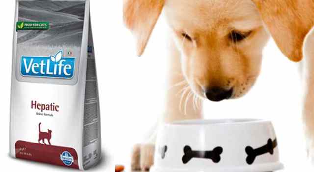 Питание для собаки при заболевании печени