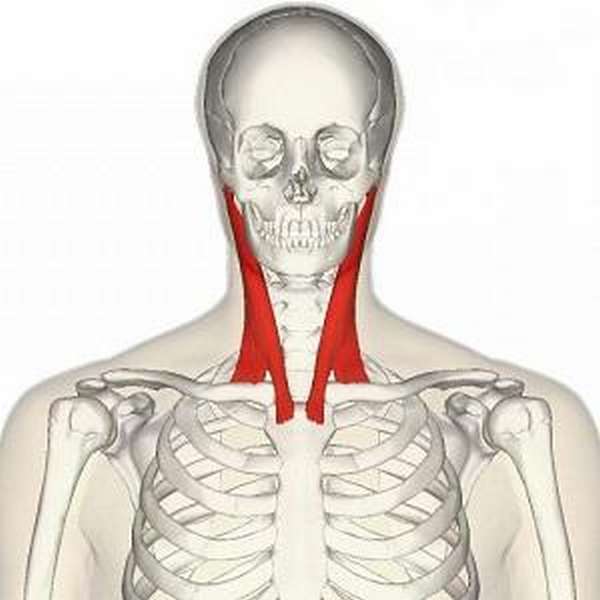 Массаж триггерных точек грудино-ключично-сосцевидной мышцы