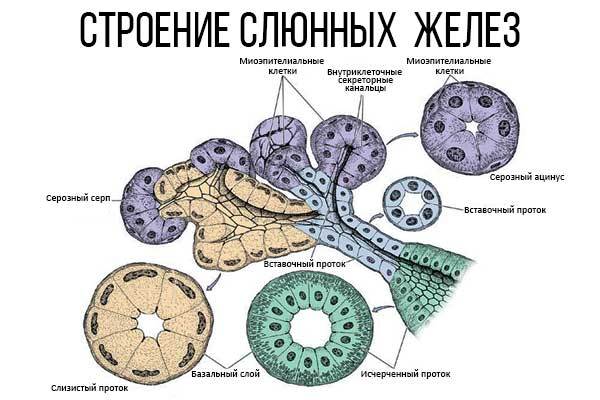 Протоки слюнных желез: определение, строение, виды, выполняемые функции, анатомия, физиология, возможные заболевания и методы лечения