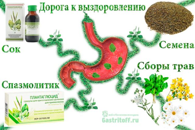 Подорожник при гастрите и язве желудка — лечение