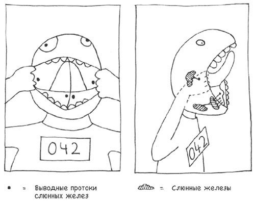 Протоки слюнных желез: определение, строение, виды, выполняемые функции, анатомия, физиология, возможные заболевания и методы лечения