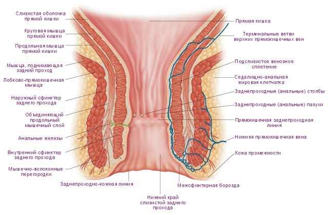 Анатомическое строение ануса человека