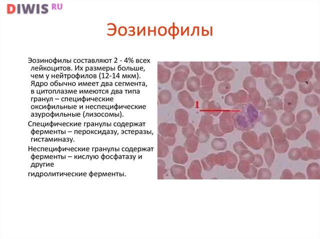 Эозинофилы в крови 0