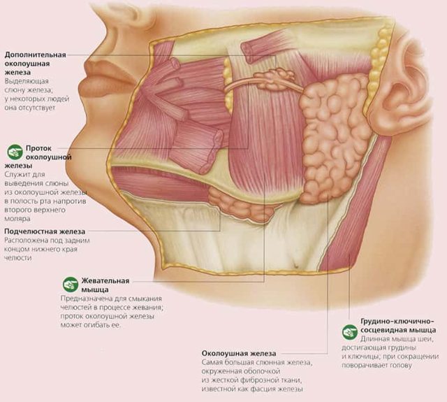 Протоки слюнных желез: определение, строение, виды, выполняемые функции, анатомия, физиология, возможные заболевания и методы лечения