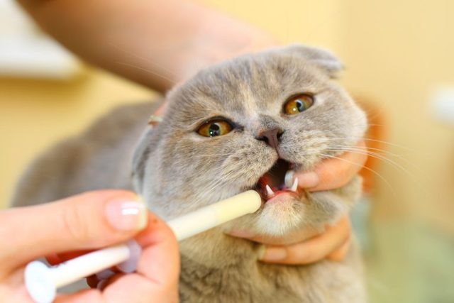 Пирантел для кошек: дозировка, инструкция