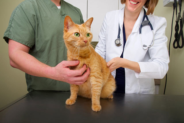 Панкреатит у кошек и правила кормления