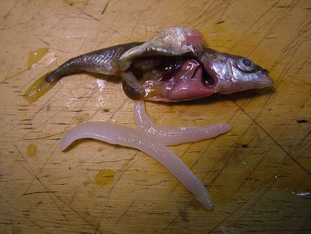 Ленточный червь в рыбе (солитер): можно ли есть, чем опасен