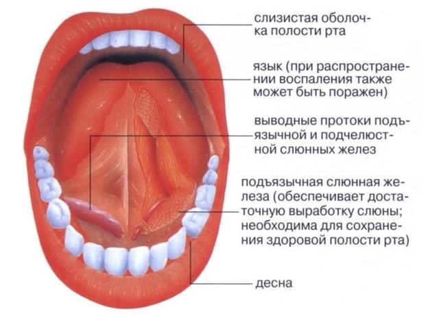 Протоки слюнных желез: определение, строение, виды, выполняемые функции, анатомия, физиология, возможные заболевания и методы лечения