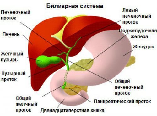 Болезни печени и поджелудочной железы: симптомы и лечение