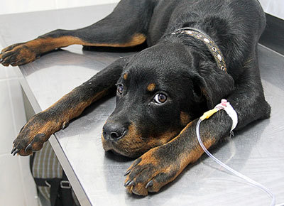 Энтерит у собаки: симптомы и лечение