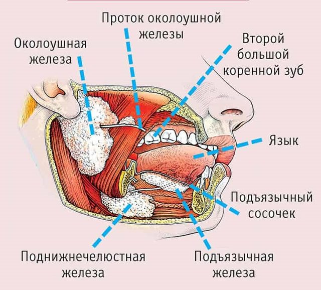 Протоки слюнных желез: определение, строение, виды, выполняемые функции, анатомия, физиология, возможные заболевания и методы лечения