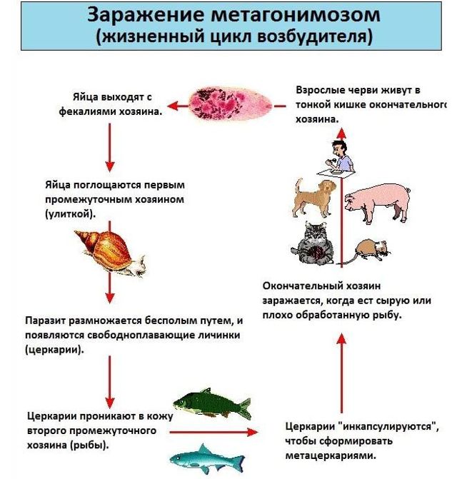 Гельминты рыб  и как ими не заразиться