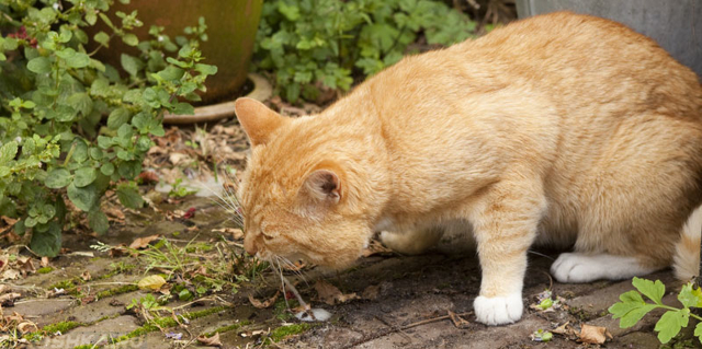 У кота рвота желтого цвета: причины, возможные заболевания, лечение, отзывы