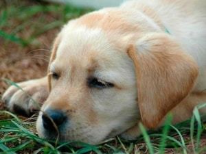 Энтерит у собаки: симптомы и лечение