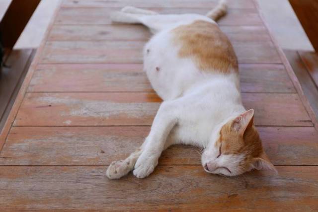 Как понять, что кошка умирает: признаки и стадии